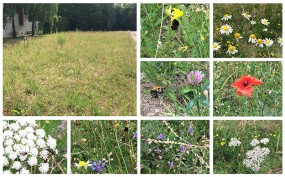 Flower meadow on the HAURATON premises